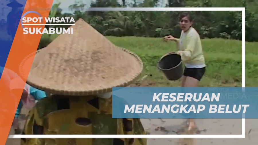 Menangkap Belut di Sawah Sukabumi