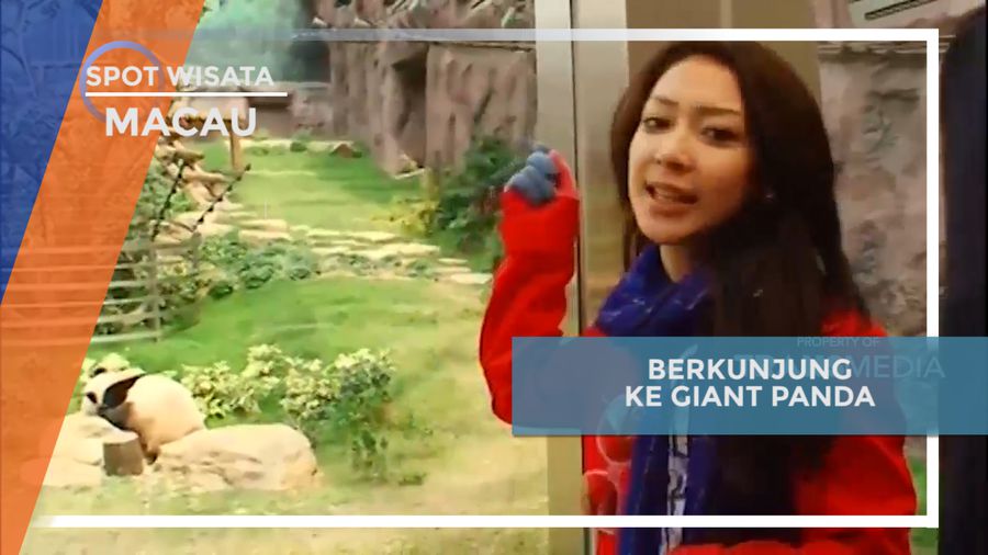 Mengunjungi Giant Panda di Macau Pavilion