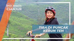 Capai Puncak Kebun Teh Penyairan dan Nikmati Pemandangannya, Cianjur  