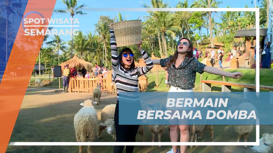 Bermain Asyik Bersama Domba di Cimory On The Valley, Semarang  