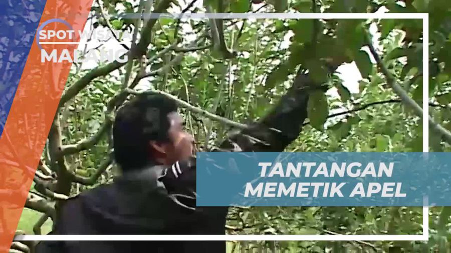 Menantang Diri Dalam Lomba Memetik Apel di Kota Malang