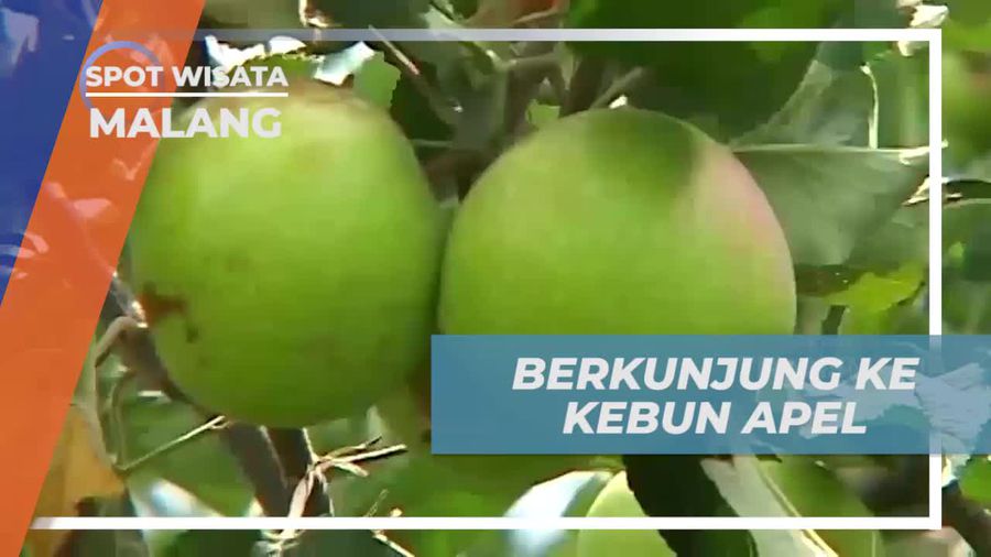 Mengunjungi Kebun Apel di Agrowisata Kusuma, Kota Malang