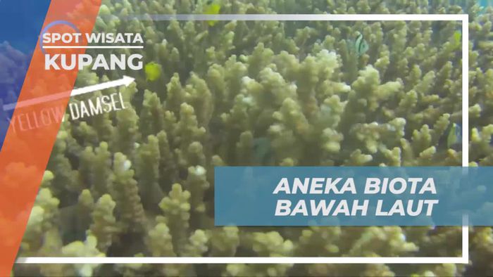 Keindahan Biota Laut Pulau Kera, Kupang