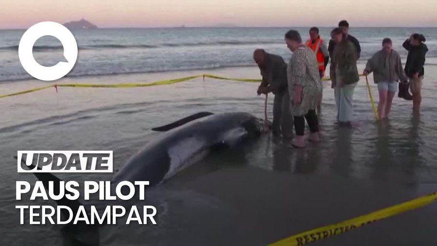 Video: Puluhan Paus Pilot Terdampar di Selandia Baru