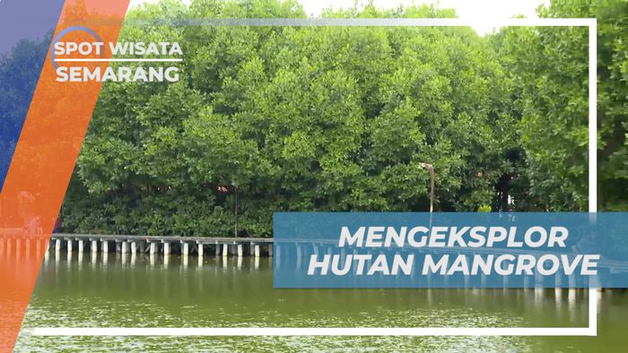 Eksplorasi Menarik Hutan Mangrove di Semarang