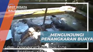Menjelajahi Penangkaran Buaya di Desa Tritip, Balikpapan