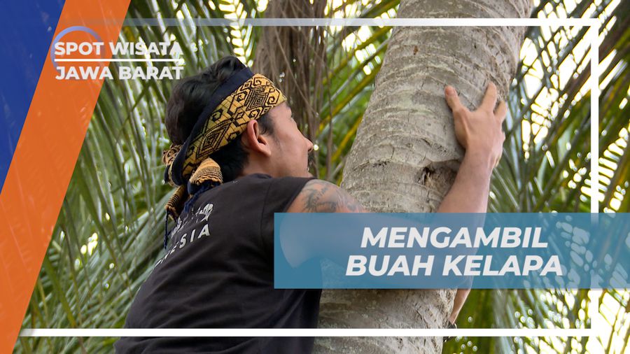 Memanjat Pohon Kelapa di Ciboer Pass, Majalengka, Jawa Barat