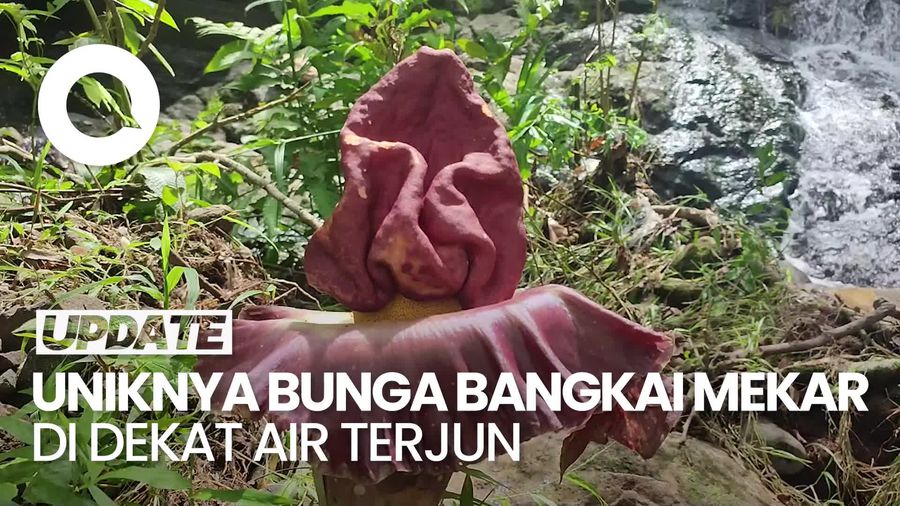 Video: Bunga Bangkai Mekar di Antara Batu Dekat Air Terjun Sumsel