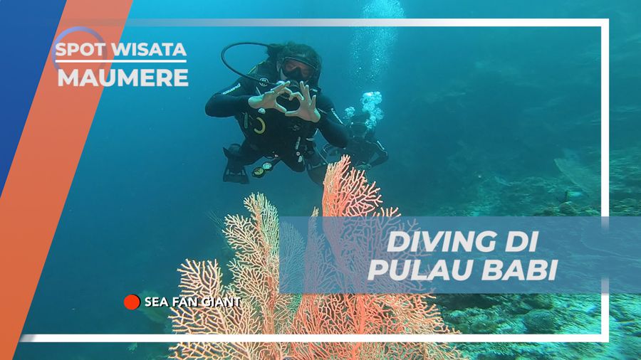 Eksplorasi The Crack Point saat Diving di Maumere