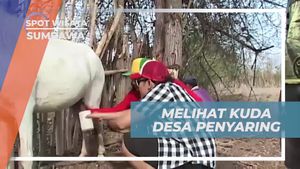 Menemukan Kuda Desa Penyaring di Sumbawa