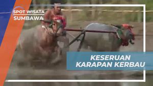 Menyaksikan Serunya Karapan Kerbau di Desa Barang Beru, Sumbawa