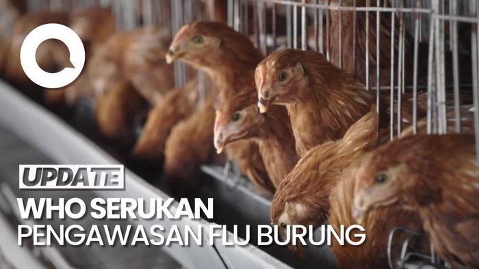 Video: Lampu Kuning dari WHO Terkait Infeksi Flu Burung H5N1