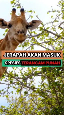 Video: Fakta-fakta Jerapah Bakal Dimasukkan ke Spesies Terancam Punah