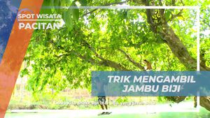 Menikmati Kenikmatan Jambu Biji di Sungai Maroon, Pacitan
