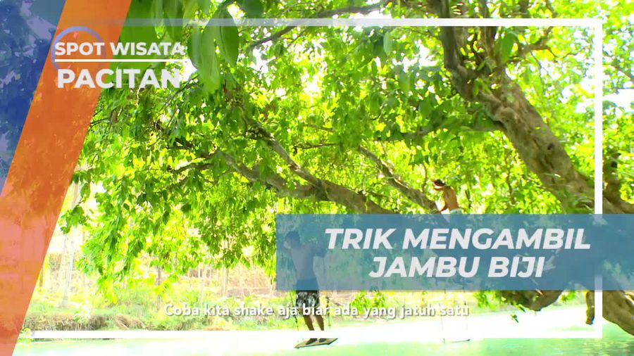 Menikmati Kenikmatan Jambu Biji di Sungai Maroon, Pacitan