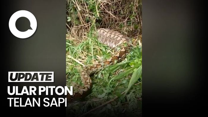 Video Penampakan Ular Piton 8 Meter Mangsa Sapi di Sulbar