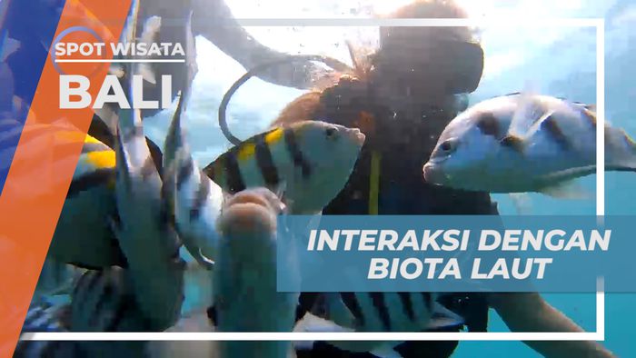 Berinteraksi dengan Biota Laut Saat Scuba Diving di Tanjung Benoa, Bali  