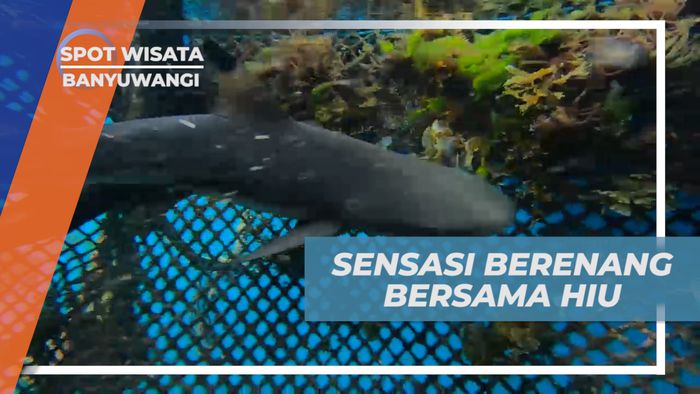 Merasakan Sensasi Berenang Bersama Hiu di Pantai Bangsring, Banyuwangi  