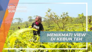 Santai Nikmati Pemandangan Kebun Teh di Sukabumi