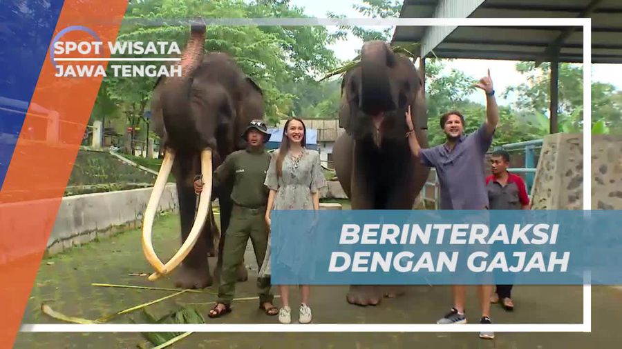 Berinteraksi dengan Gajah Cerdas di Taman Celosia, Pekalongan