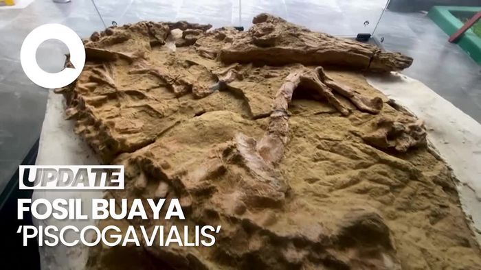 Video: Penemuan Fosil Buaya, Diyakini Berusia 10 Juta Tahun