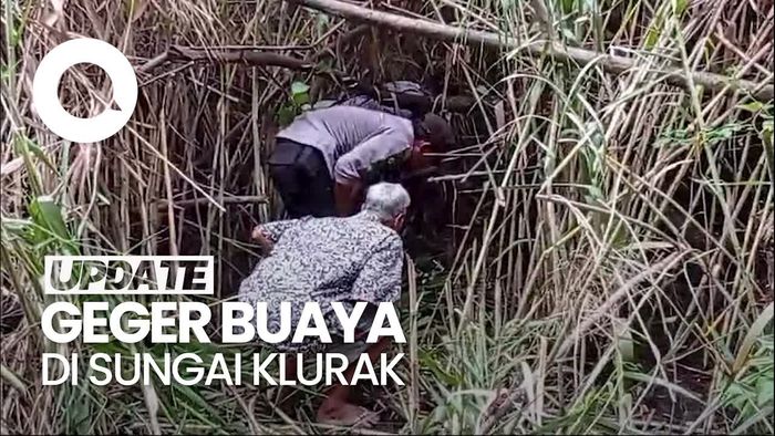 Video: Penampakan Buaya yang Bikin Resah Warga Sekitar Sungai Klurak