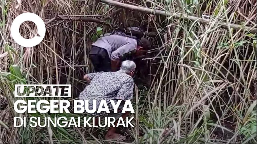 Video: Penampakan Buaya yang Bikin Resah Warga Sekitar Sungai Klurak