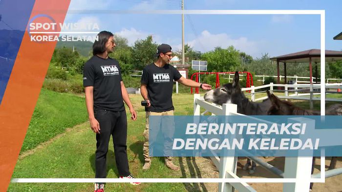 Interaksi Seru dengan Keledai di Horse Riding Center, Korea Selatan