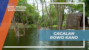Serunya Menyusuri Cacalan Rowo Kano, Banyuwangi
