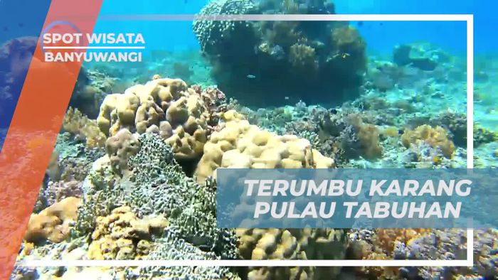 Keindahan Terumbu Karang Pulau Tabuhan, Banyuwangi