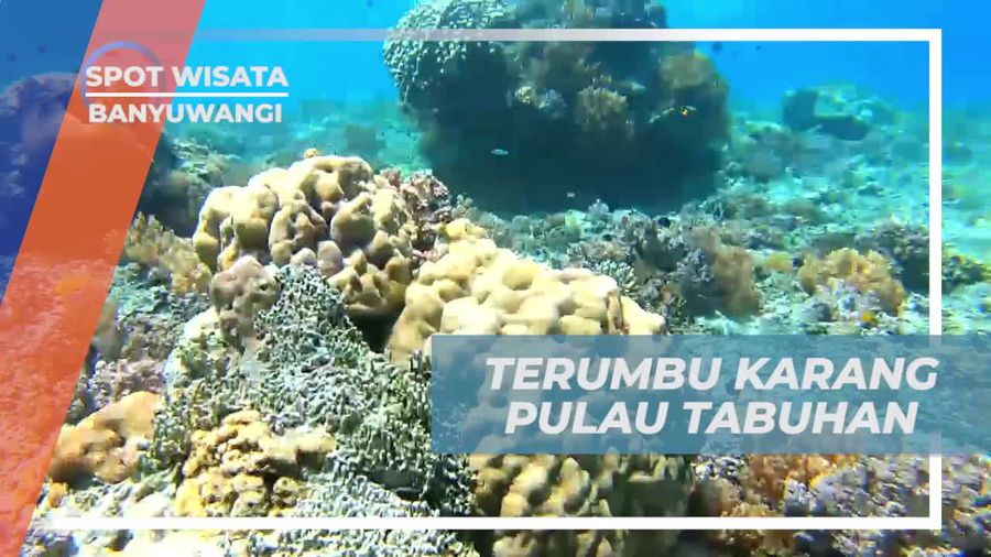 Keindahan Terumbu Karang Pulau Tabuhan, Banyuwangi