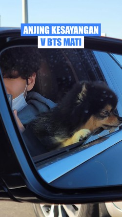 Video: V BTS Umumkan Kematian Yeontan Anjing Kesayangannya