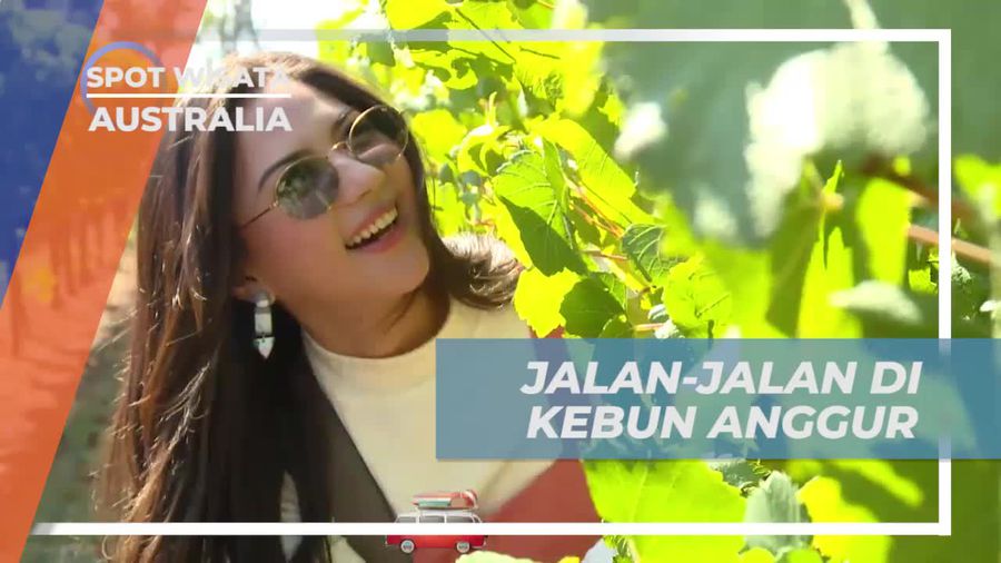Menjelajahi Kebun Anggur Montalto Winery, Australia
