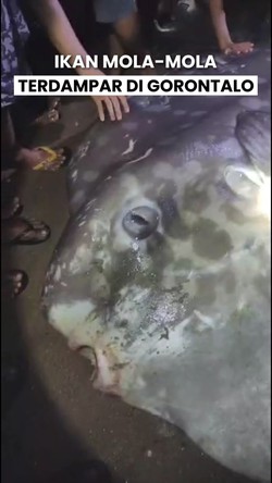 Video: Ikan Mola-mola Ukuran 2,5 Meter Mati Terdampar di Pantai Gorontalo