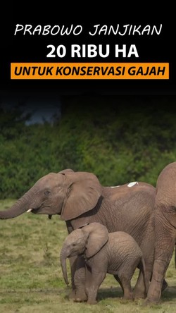 Video Prabowo Mau Sumbang 20 Ribu Hektare Lahan untuk Konservasi Gajah
