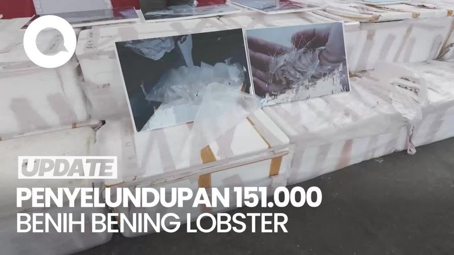 Video: Penampakan 151.000 Benih Lobster Ilegal Senilai Rp 15,1 M di Bintan