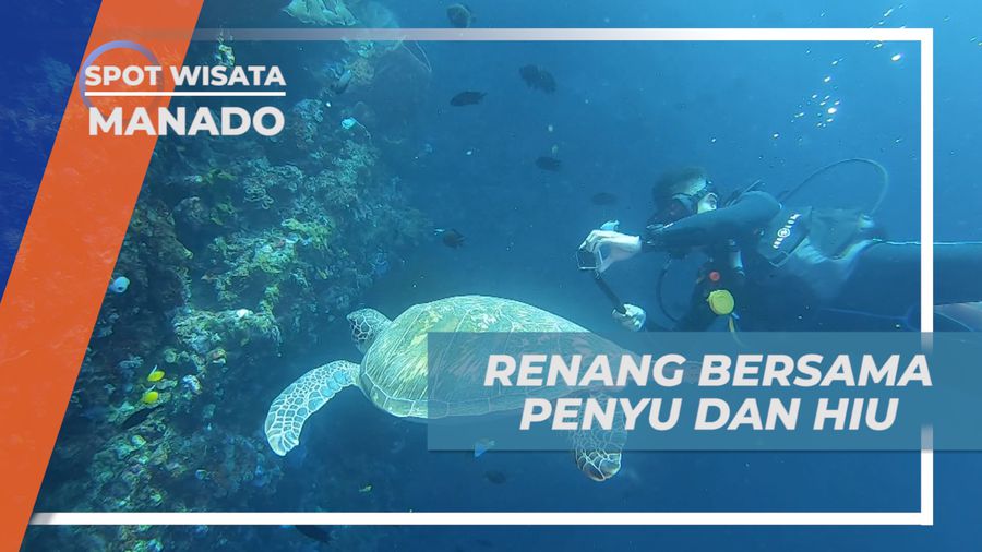 Berenang Bersama Penyu dan Hiu di Laut Siladen, Manado
