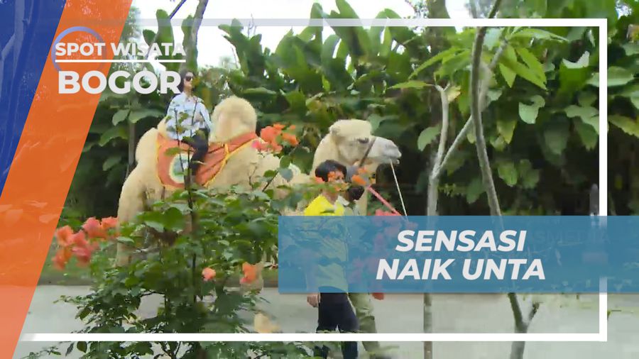 Merasakan Sensasi Naik Unta di Royal Safari Garden, Bogor