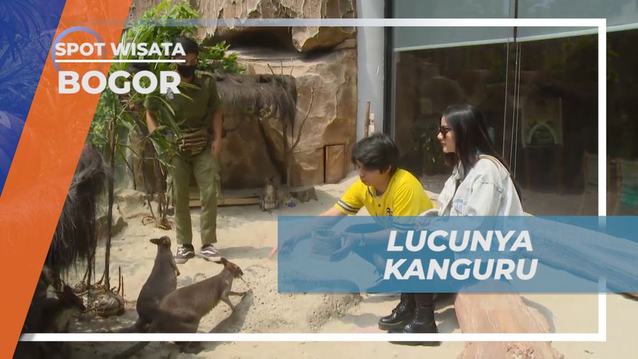 Bersama Selebriti, Memberi Makan Kanguru Lucu di Royal Safari Garden, Bogor