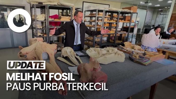 Video: Fosil Paus Purba Terkecil Ini Cetak Rekor Guinness, Usianya 41 Juta Tahun