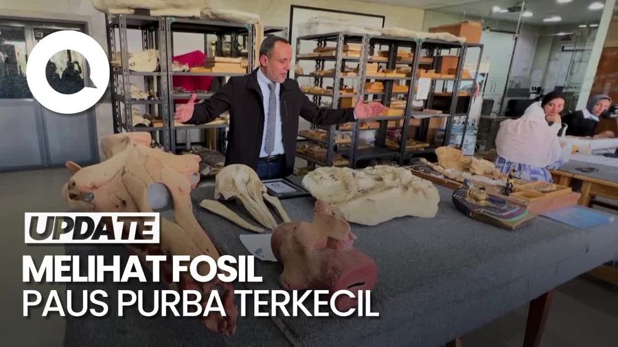 Video: Fosil Paus Purba Terkecil Ini Cetak Rekor Guinness, Usianya 41 Juta Tahun
