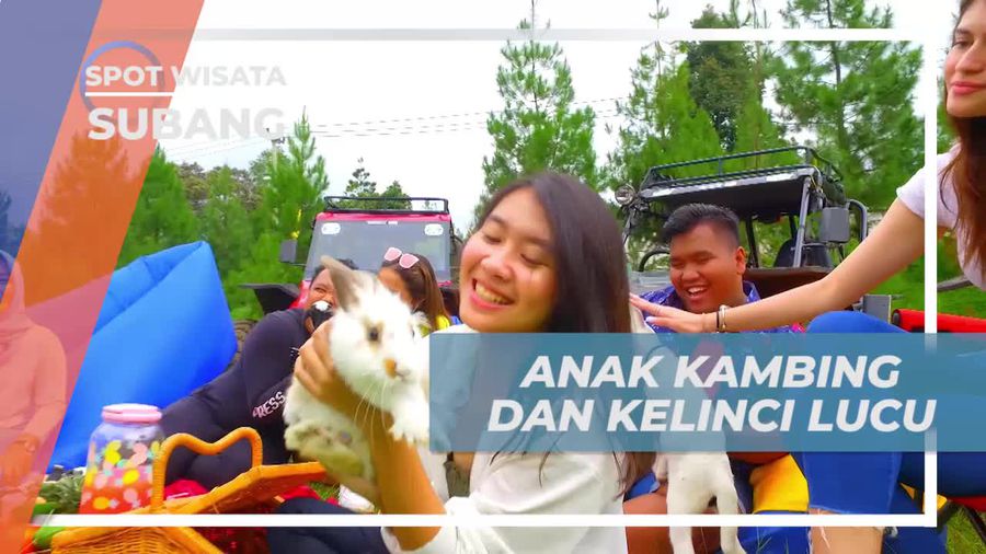 Bermain dengan Anak Kambing dan Kelinci Lucu di Subang