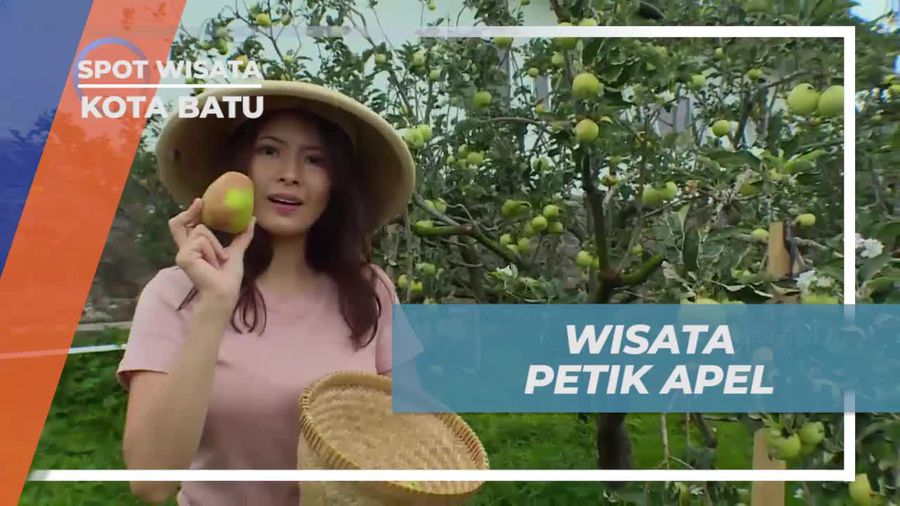 Petik Apel Segar di Agrowisata Kota Batu
