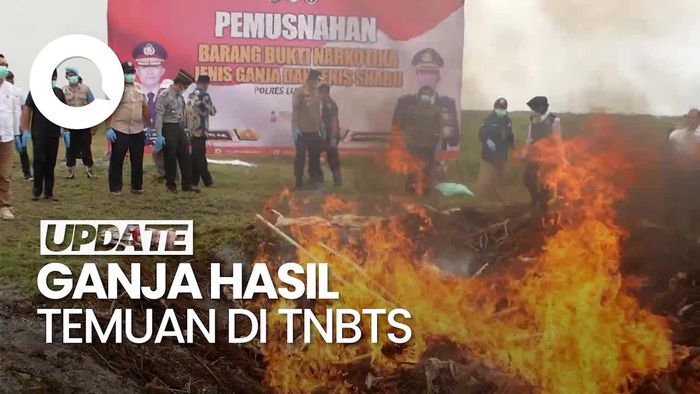 Video Momen Pemusnahan 47 Ribu Batang Ganja di Lumajang