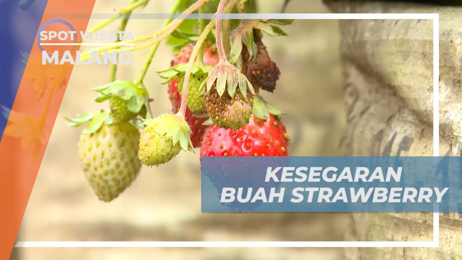 Petik Strawberry Segar di Kebun Lembah Indah Malang