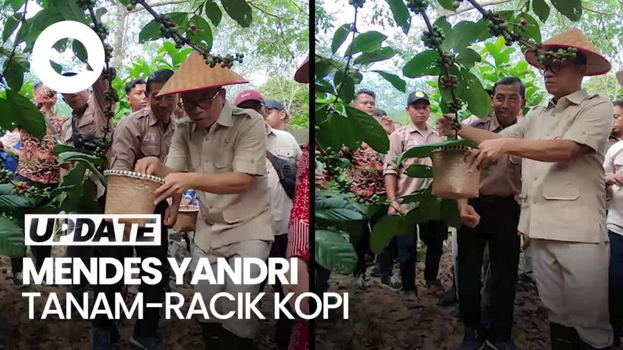 Video Mendes Yandri Tanam-Racik Kopi Luwak Kolaborasi BUMDes di Kaltim