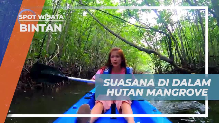 Suasana Tenang di Hutan Mangrove Pulau Bintan yang Menyegarkan