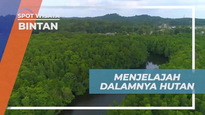 Menelusuri Sungai Kecil di Hutan Mangrove Pulau Bintan