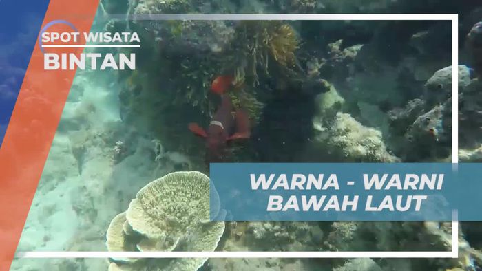 Pesona Bawah Laut yang Memukau Saat Snorkeling di White Sand Island, Bintan