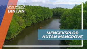 Eksplorasi Keindahan Hutan Mangrove di Pulau Bintan dengan Perahu Kayak